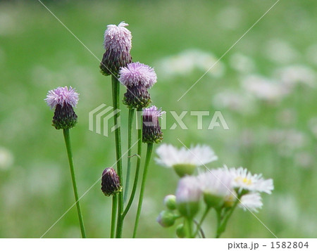 05月　キツネアザミ・キク科03 1582804