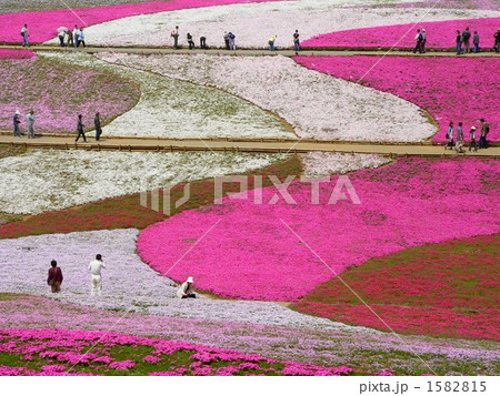 05月　シバザクラ・ハナシノブ科12 1582815