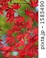 紅葉 1583490