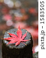 もみじ 1583505