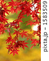 もみじ 1583509