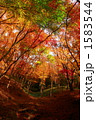紅葉 1583544