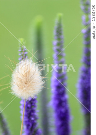 ラグラスとベロニカ 1583750