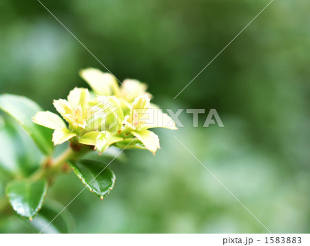 たまつげの新芽 1583883