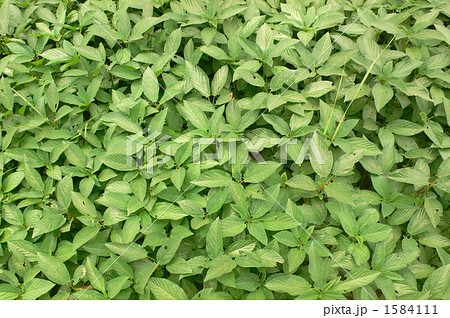ヘナの葉の写真素材 1584111 Pixta