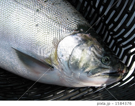 サツキマスの顔 1584376