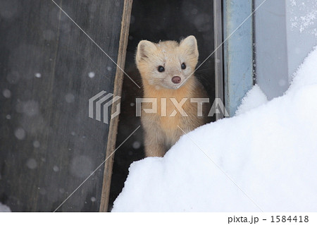 覗くエゾクロテン 覗くエゾクロテン 1584418