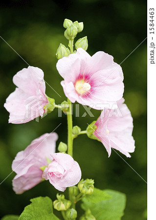 たちあおい 1584463