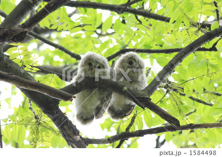 エゾフクロウ　02 1584498