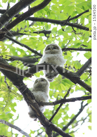 エゾフクロウ　04 1584500