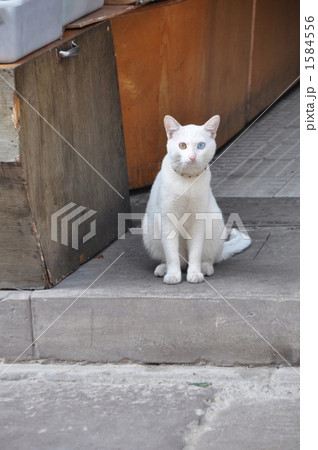 店先の猫 1584556