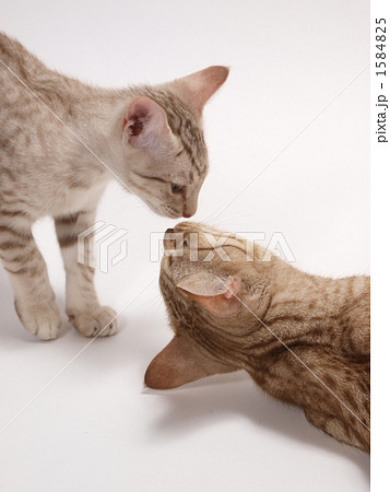 オシキャットの親子 1584825