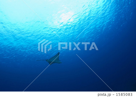 太陽と友に 1585083