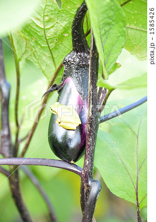 なすと蛙 1585426