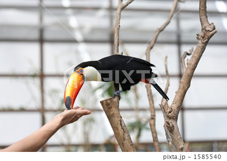 オニオオハシの餌やり 1585540