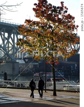 バンクーバー　秋の散歩 1585674