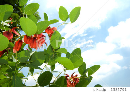 カイコウズの花 1585791