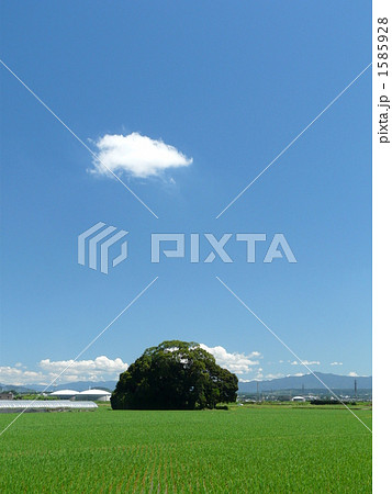 鎮守の森 1585928