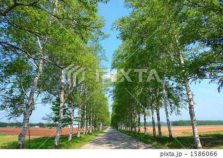 白樺並木 1586066