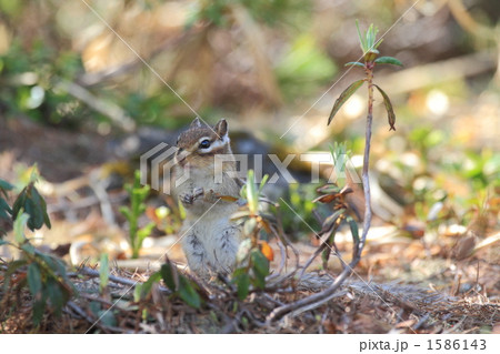 エゾツツジと背比べ エゾツツジと背比べ 1586143