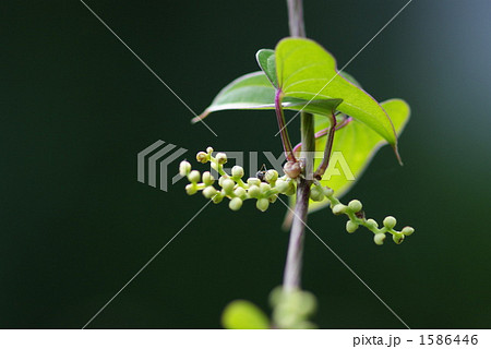 自然薯の花 自然薯の花 1586446