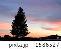 夕方の大木の風景 1586527