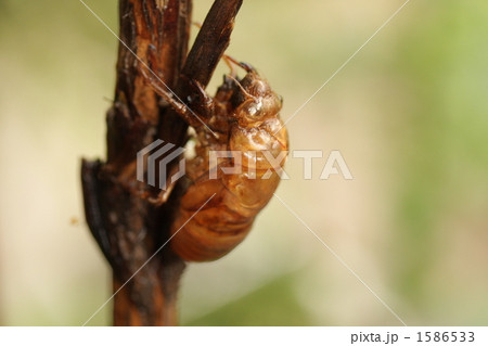 クマゼミの抜け殻 1586533