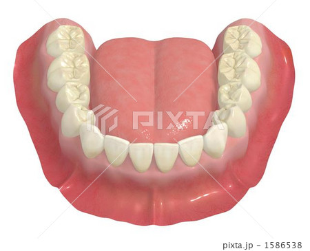 下顎永久歯列 下顎永久歯列 1586538