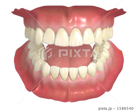 永久歯列 永久歯列 1586540