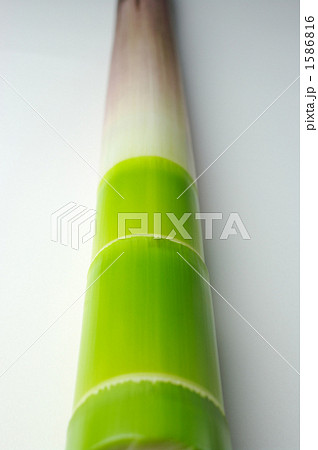 おいしいハチク 1586816