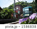 江ノ電と紫陽花 1586838