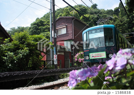 江ノ電と紫陽花 1586838
