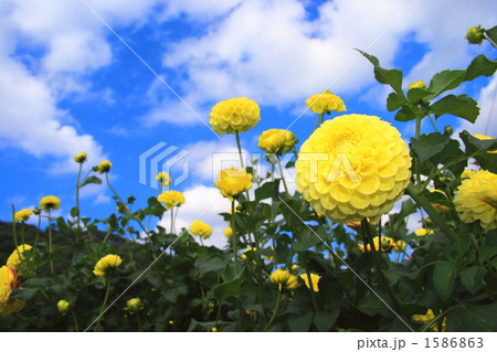 黄色ダリアと秋空 1586863