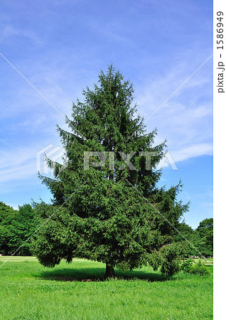ヒマラヤスギ 1586949