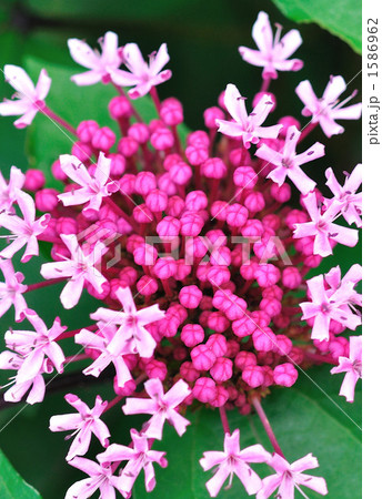 ボタンクサギ 1586962