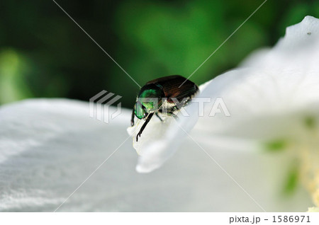 コガネムシ 1586971