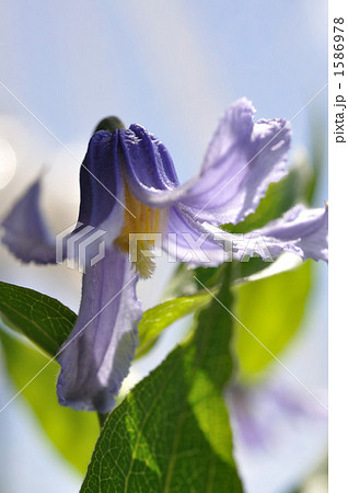 クレマチス 1586978