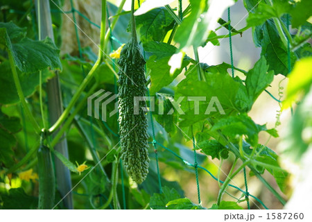 野菜畑のゴーヤ 1587260