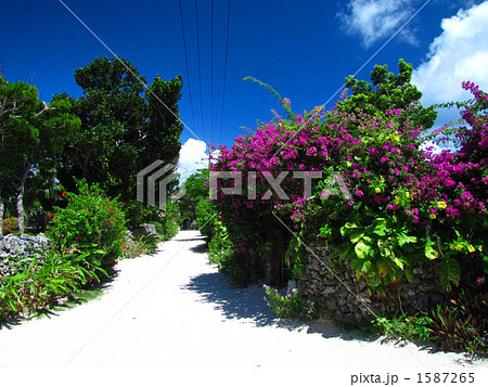 竹富島 ブーゲンビリアいっぱいの建物 竹富島 ブーゲンビリアいっぱいの建物 1587265