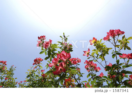 青空と薔薇 1587341