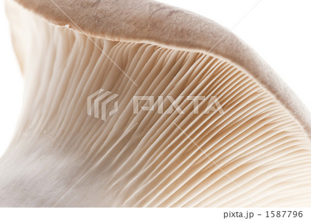 エリンギ エリンギ 1587796