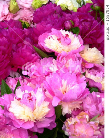 花屋の店先の芍薬 花屋の店先の芍薬 1587954