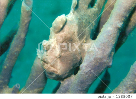 水中植物に擬態するカエルアンコウ 水中植物に擬態するカエルアンコウ 1588007