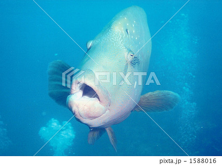 ナポレオンフィッシュのマグショット 1588016