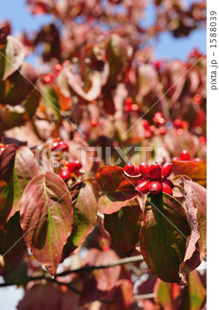 ハナミズキの実 ハナミズキの実 1588039