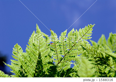 真夏のイノシダ 1588316