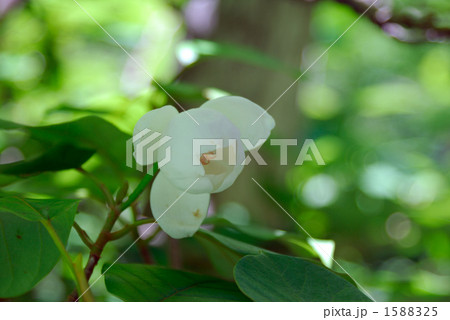 奥駆け道の大山れんげ 奥駆け道の大山れんげ 1588325