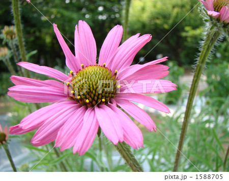 エキナセア エキナセア 1588705