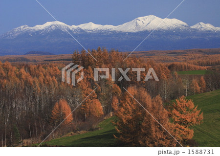 唐松と雪の大雪山 唐松と雪の大雪山 1588731
