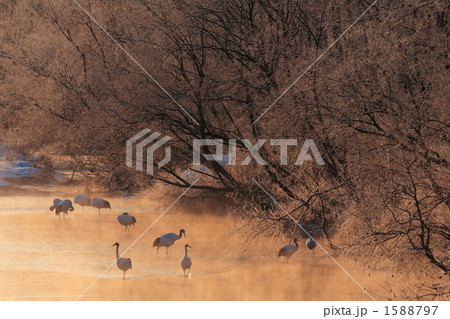 霧氷と丹頂鶴 1588797